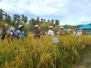 Bupati Kepsul Hadiri Panen Padi di Waikalopa