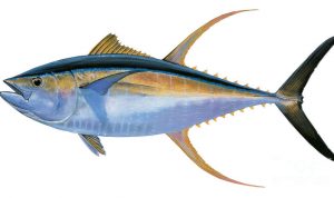 Ekspor Ikan Tuna Dan Kepiting Bakau Meningkat Tahun 2021