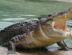 Seorang Anggota TNI AD di Kepulauan Sula Dilaporkan Diterkam Buaya