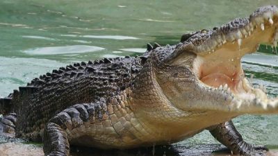 Seorang Anggota TNI AD di Kepulauan Sula Dilaporkan Diterkam Buaya