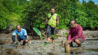 Konsistensi HARITA Nickel Dalam Rehabilitasi Mangrove