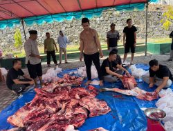 Kejati Maluku Utara Sembelih 7 Ekor Hewan Kurban