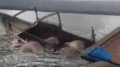 Dihantam Gelombang Tinggi, Longboat Yang Mengangkut 10 Ekor Kerbau Tenggelam di Perairan Taliabu