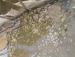 Warga Balohang Taliabu Digegerkan Ribuan Ekor Ikan Mendadak Mati di Rawa