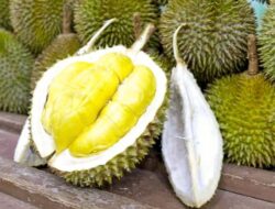 Manfaat Buah Durian