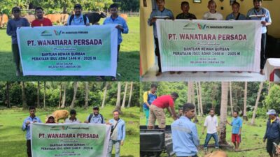 Idul Adha 2025, PT Wanatiara Persada Salurkan 13 Ekor Sapi Kurban ke Masyarakat Lingkar Tambang