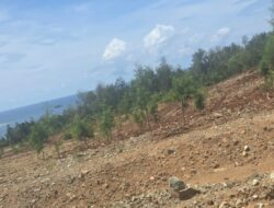 PT.Smart Marsindo Tanam 4000 Pohon, Pulihkan Lahan Bekas Tambang